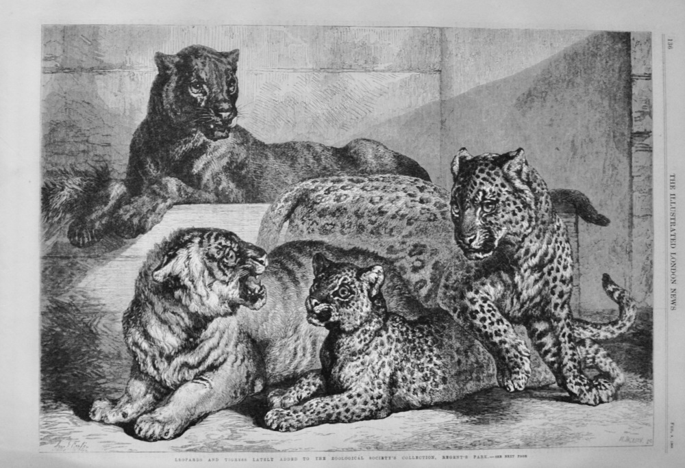 Leopards and Tigress at Regent's Park - 1868
