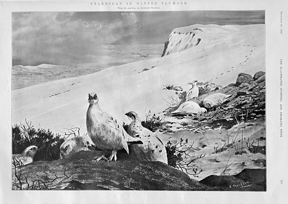 Ptarmigan in Winter Plumage.  1906.