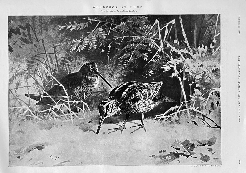 Woodcock at Home. 1906.
