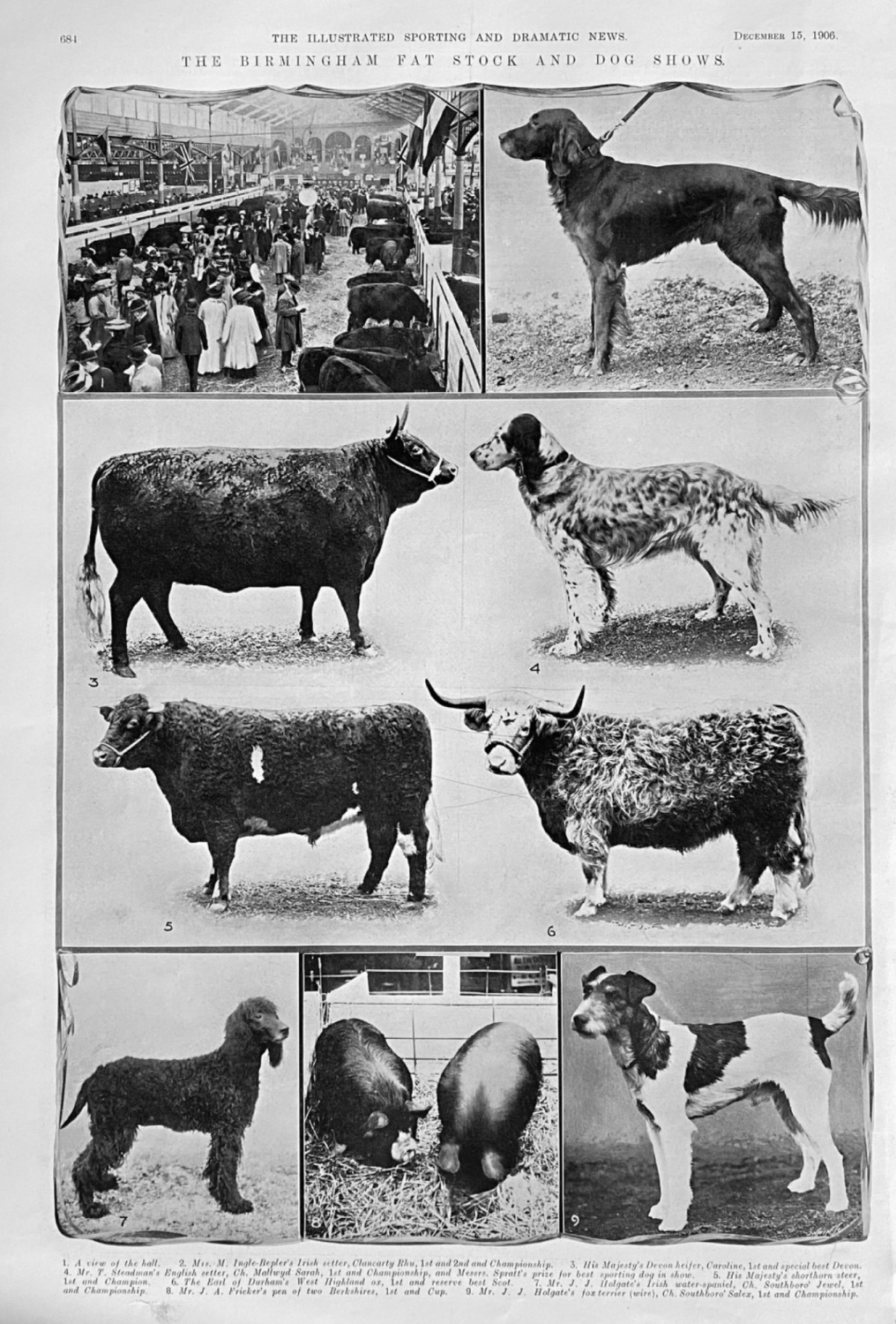 The Birmingham Fat Stock and Dog Shows.  1906.