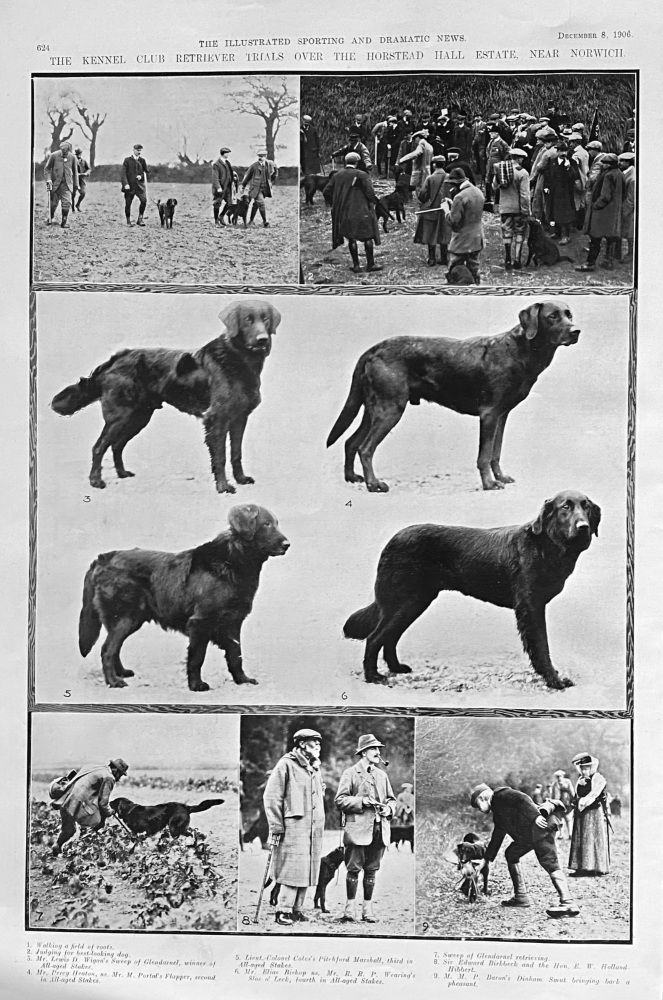 The Kennel Club Retriever Trials over Horstead Hall Estate near Norwich.  1906.
