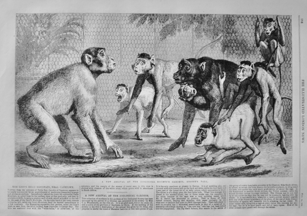 A New arrival at the Zoological Gardens - Chinese Ape - 1868