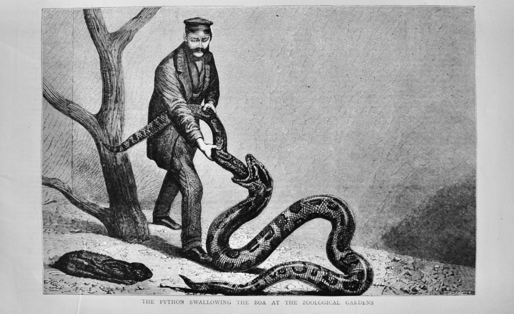 The Python swallowing the Boa - 1871