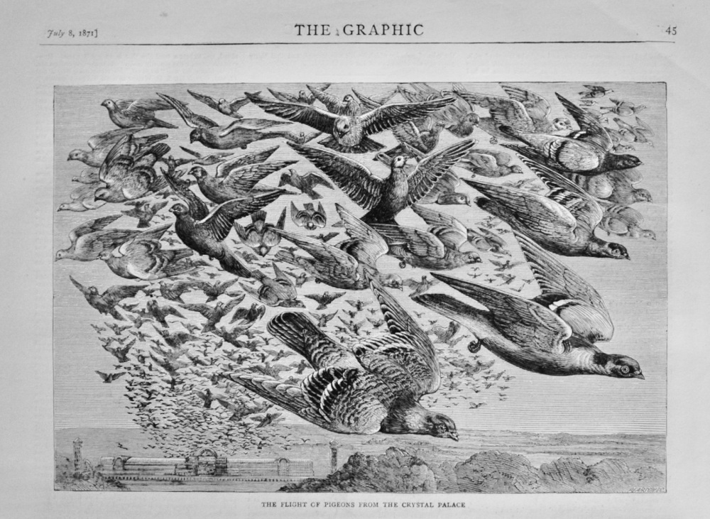 Flight of Pigeons from the Crystal Palace - 1871