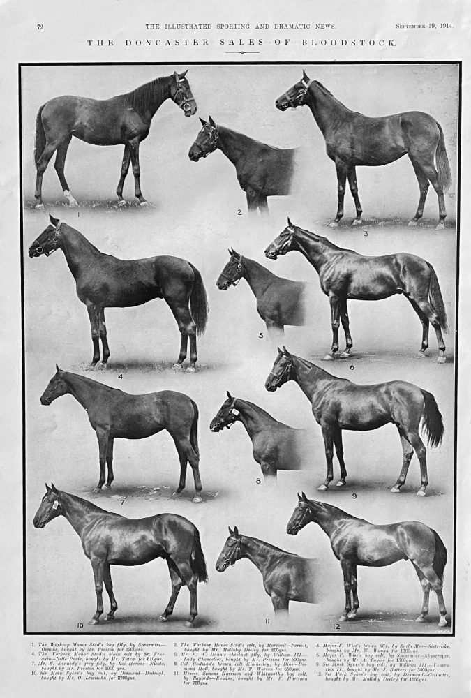 The Doncaster Sales of Bloodstock.  1914.