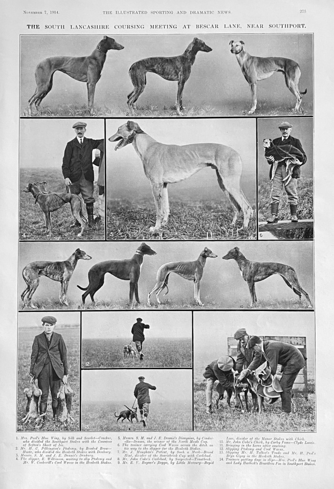 The South Lancashire Coursing Meeting at Bescar Lane, near Southport.  1914.