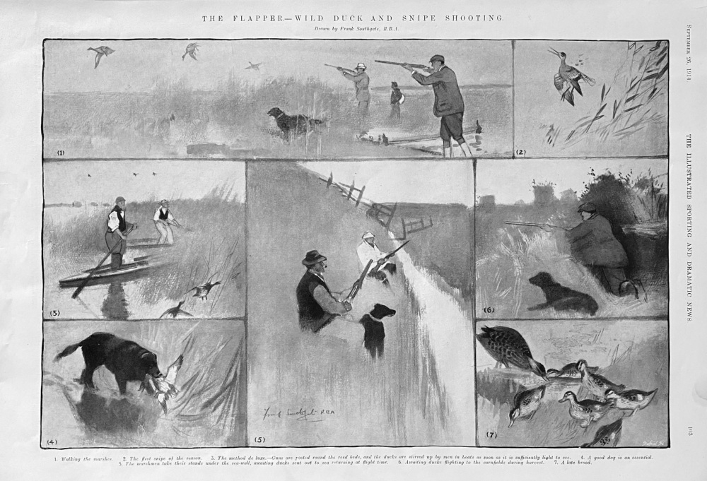 The Flapper.- Wild Duck and Snipe shooting.  1914.