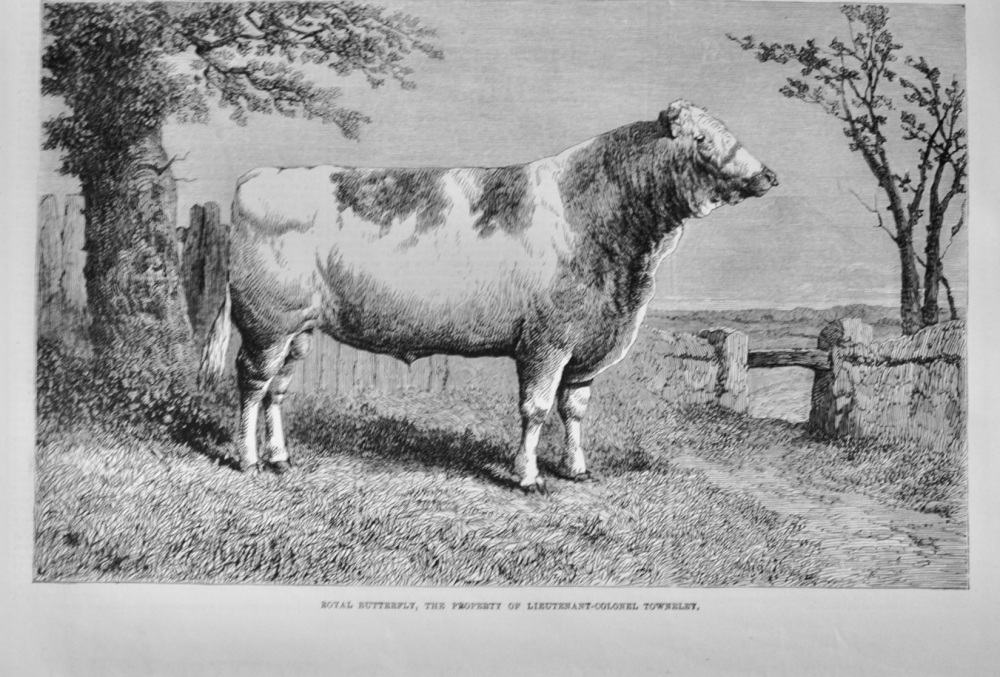 Royal Butterfly (Cow) - 1864