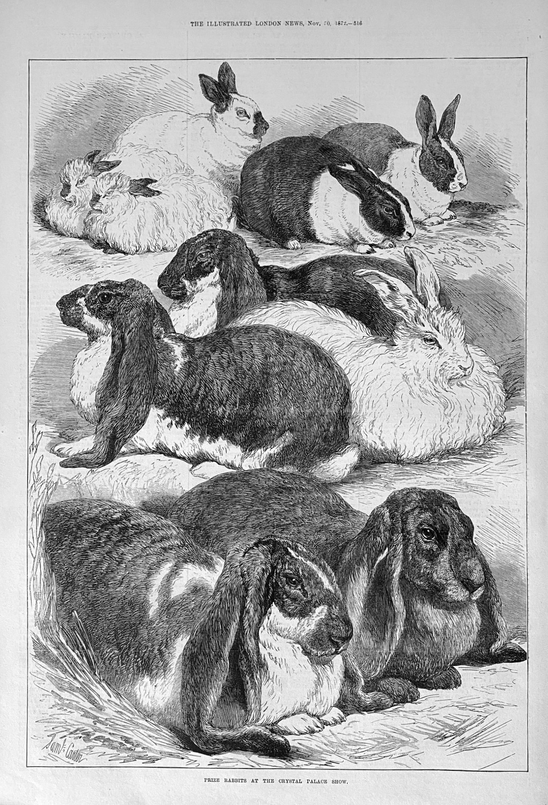 Prize Rabbits at the Crystal Palace Show - 1872