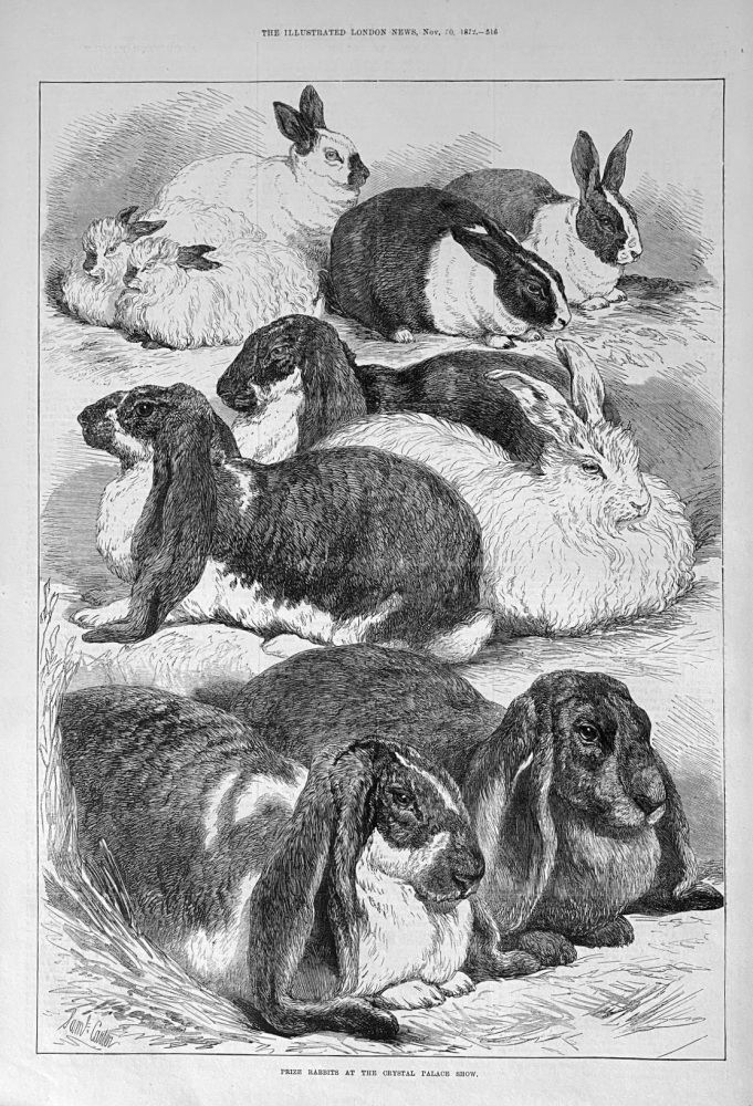 Prize Rabbits at the Crystal Palace Show - 1872