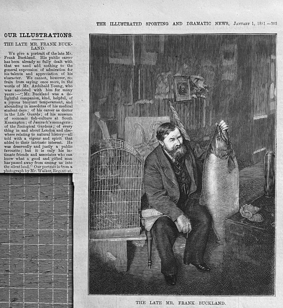 The Late Mr. Frank Buckland.  (Author, Surgeon, & Natural Historian).