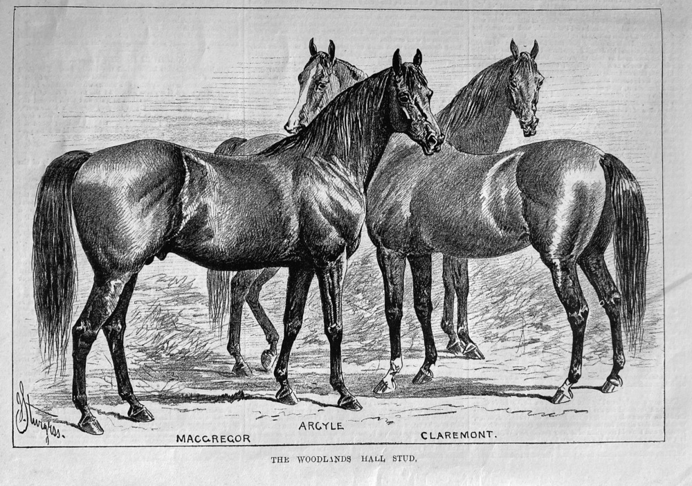 The Woodlands Hall Stud.  1881.