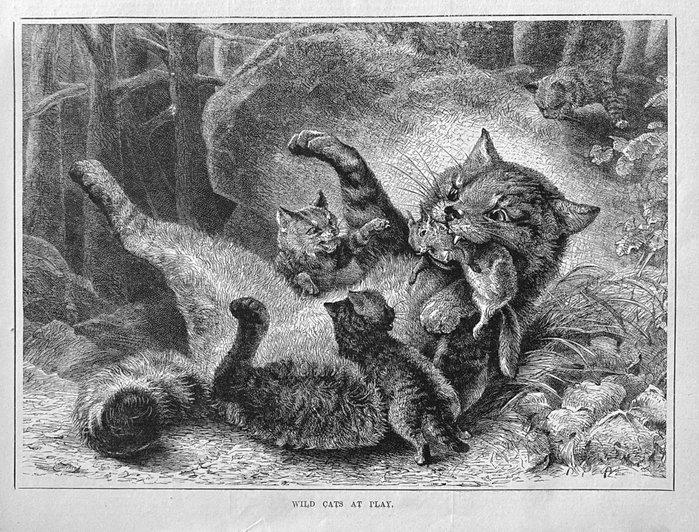 Wild Cats at Play.  1881.