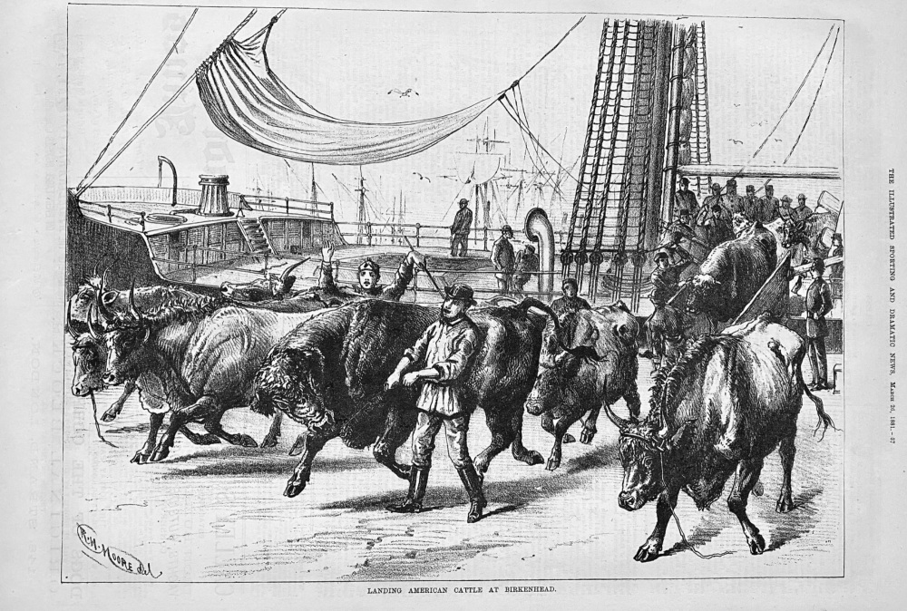 Landing American Cattle at Birkenhead.  1881.