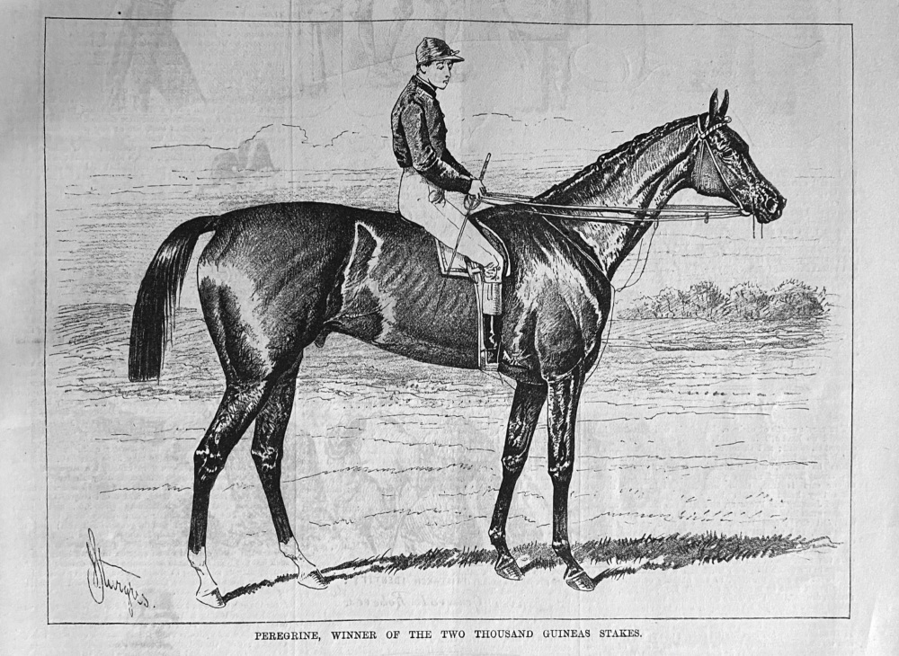 Peregrine, Winner of the Two Thousand Guineas Stakes.  1881.