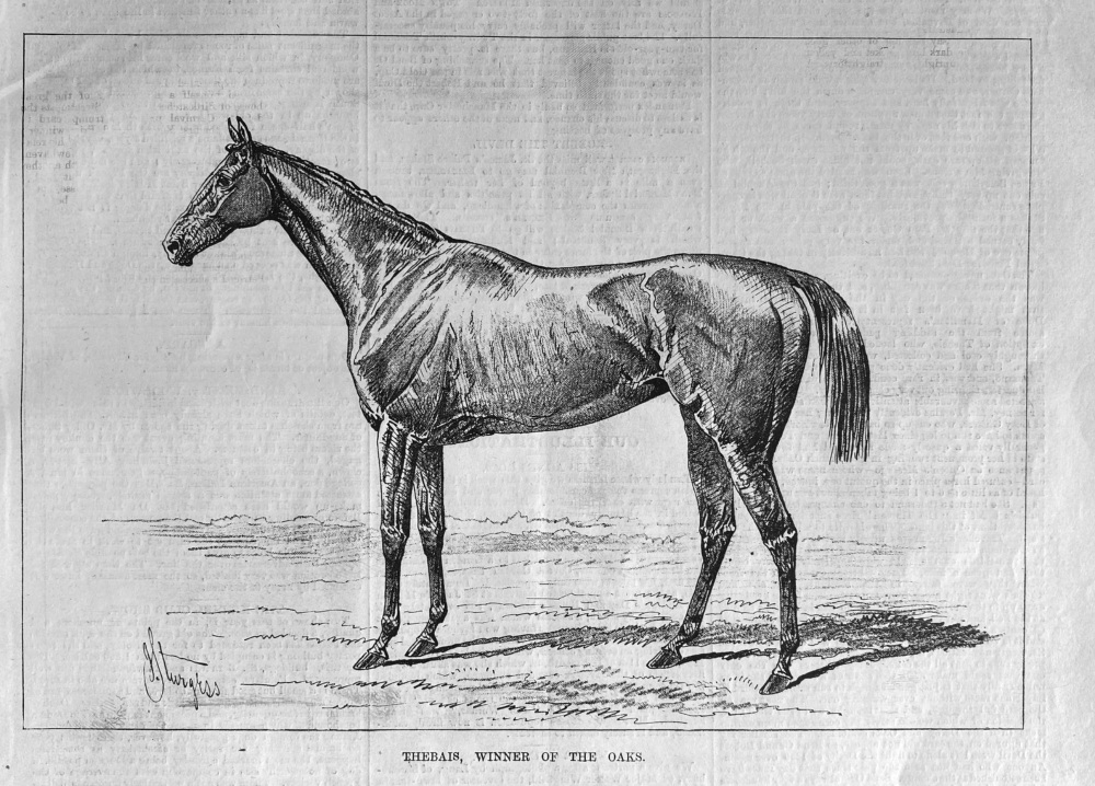 Thebais, Winner of the Oaks.  1881.