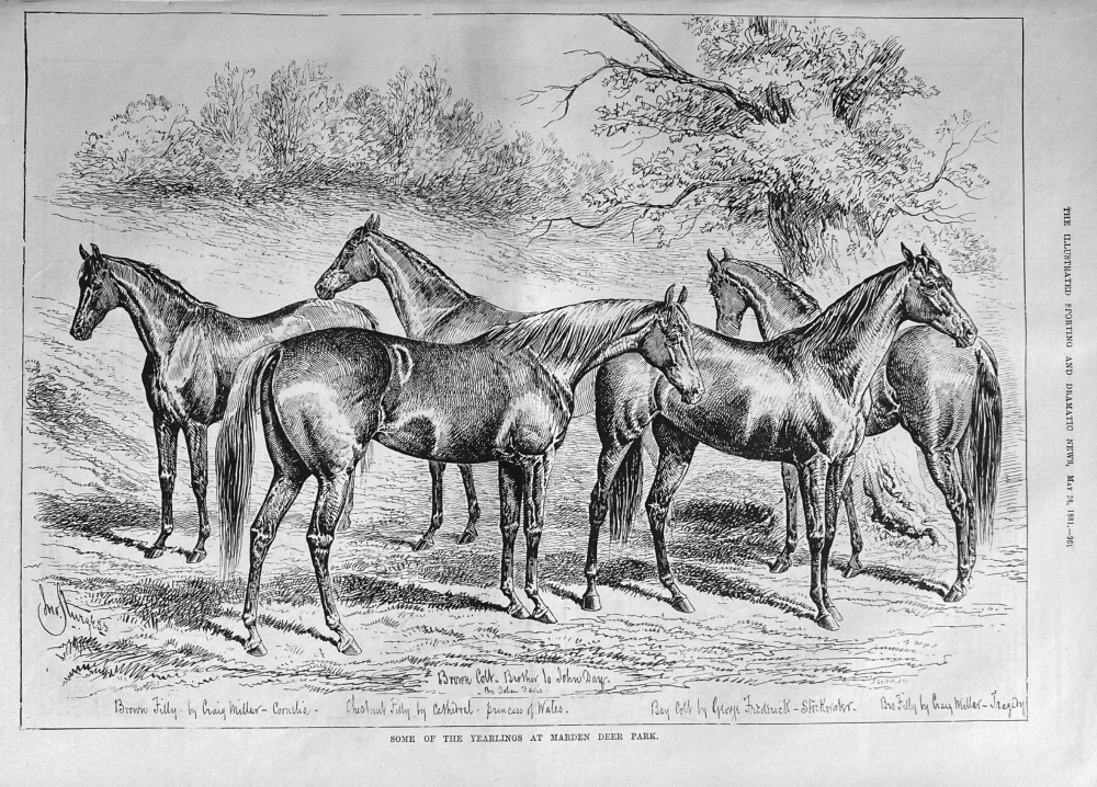 Some of the Yearlings at Marden Deer Park.  1881.