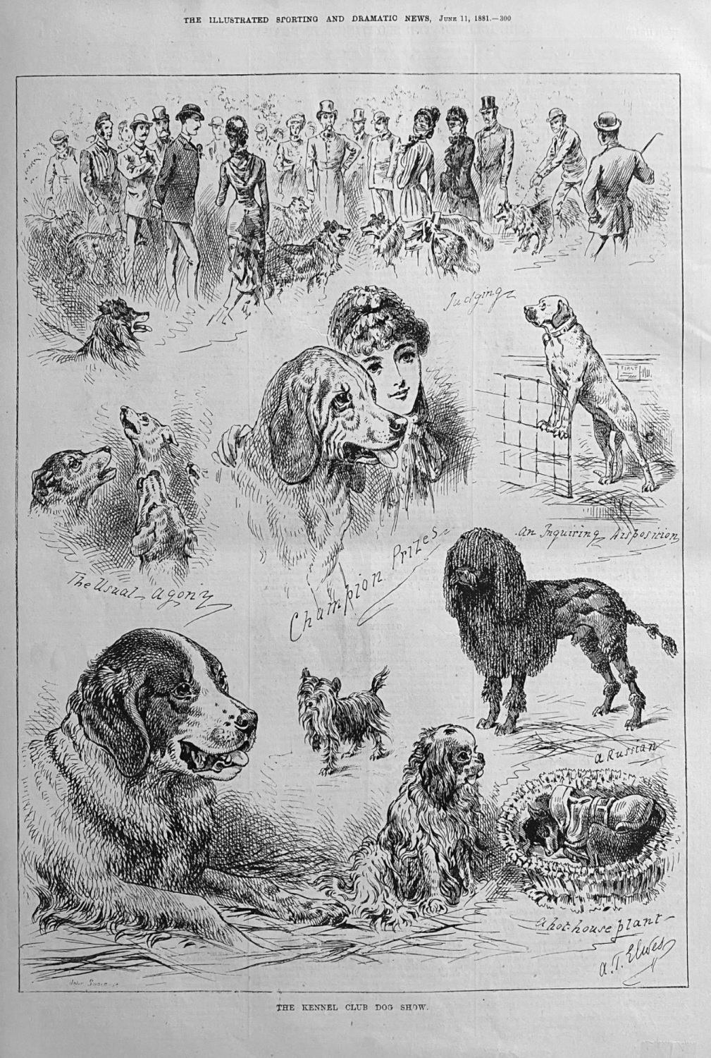 The Kennel Club Dog Show.  1881.