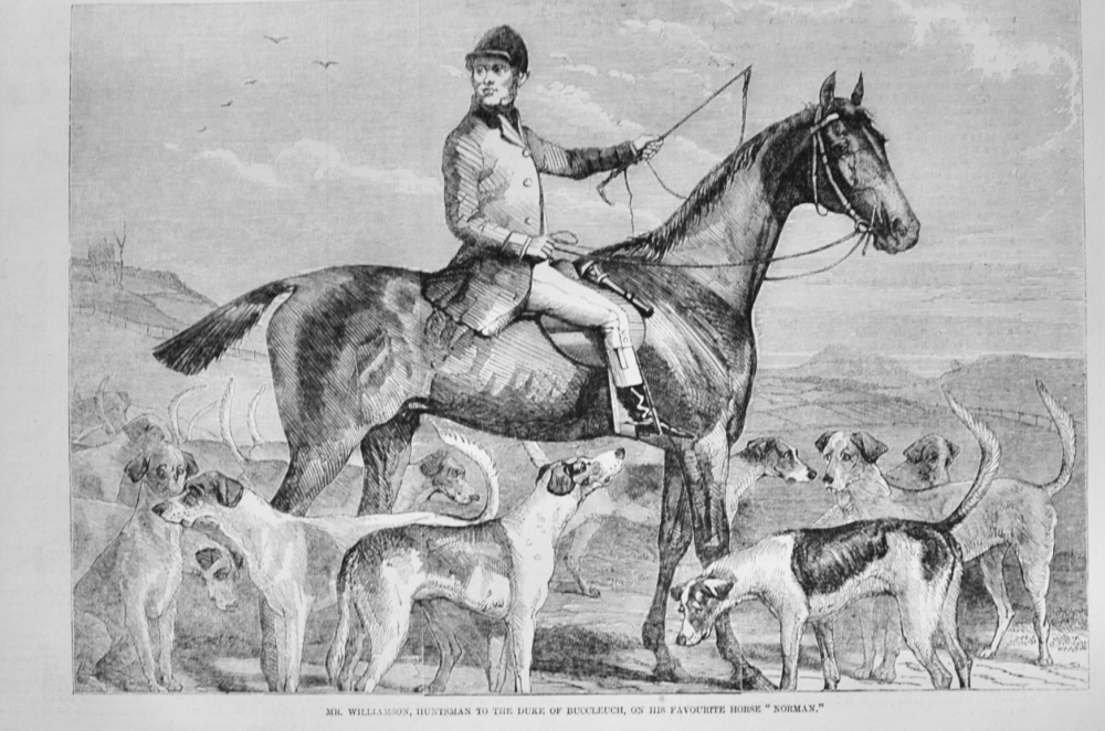 Mr Williamson - Huntsman