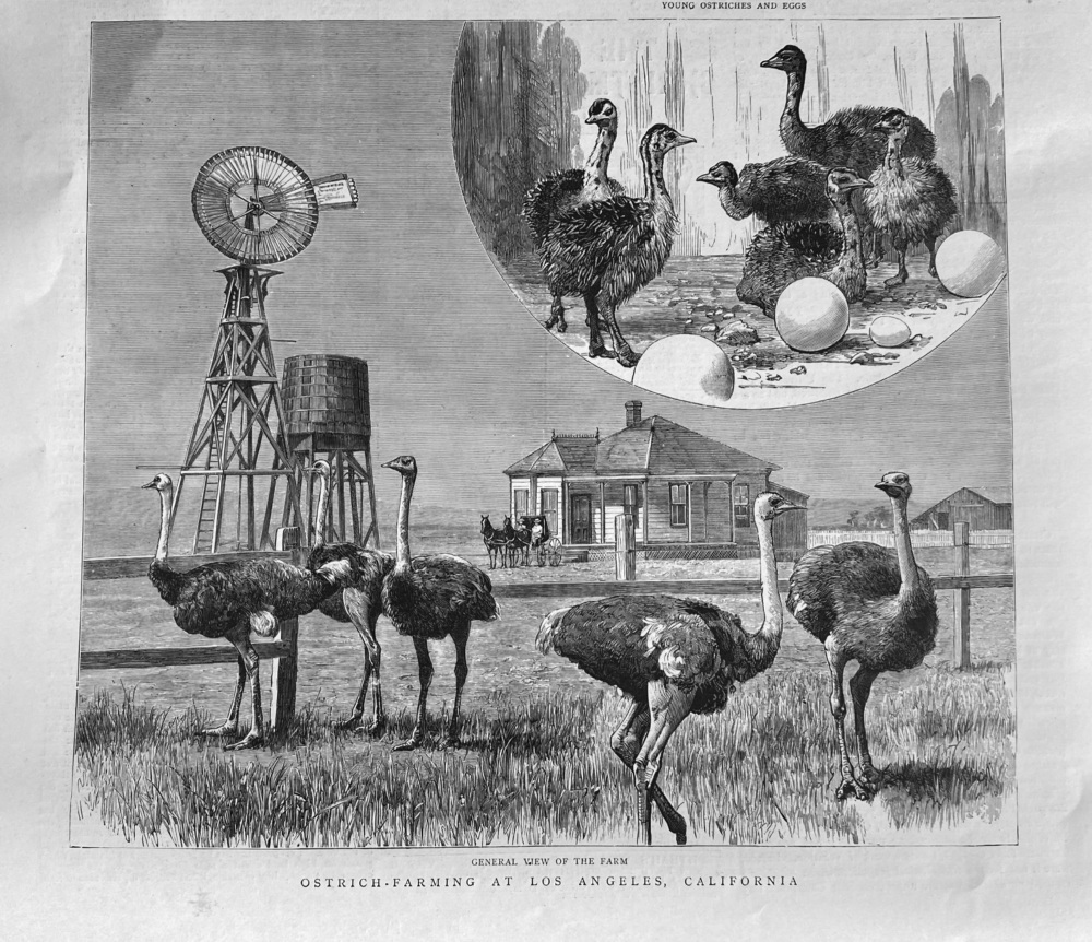 Ostrich - Farming at Los Angeles,  California..  1888.