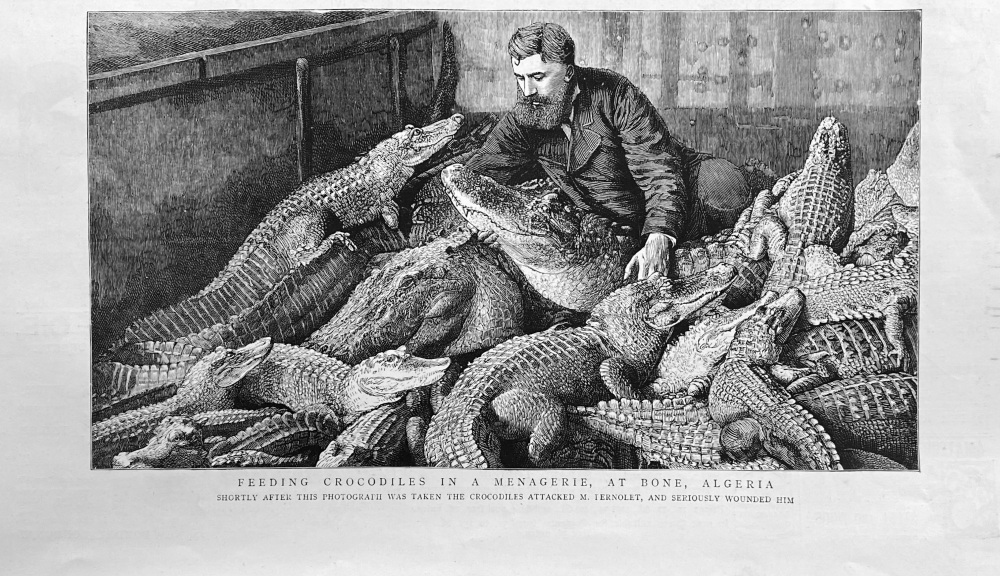 Feeding Crocodiles in a Menagerie, at Bone, Algeria. 1888.