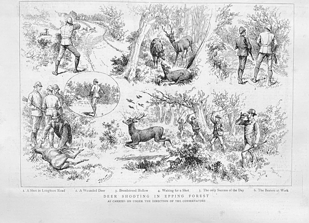 Deer Shooting in Epping Forest.  1888.