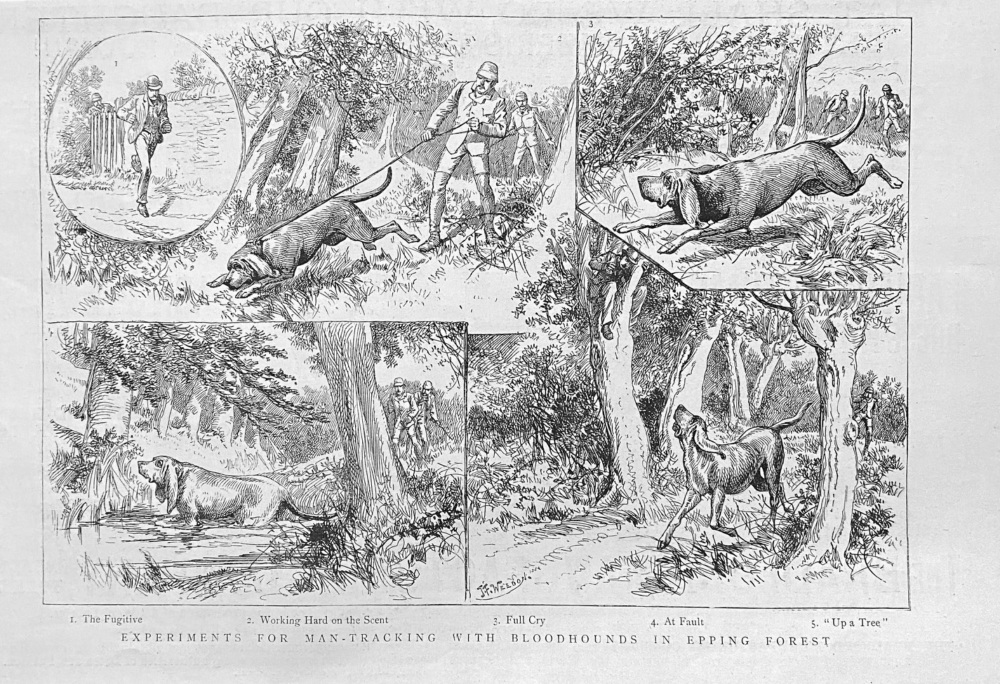 Experiments for Man-tracking with Bloodhounds in Epping forest.  1888.