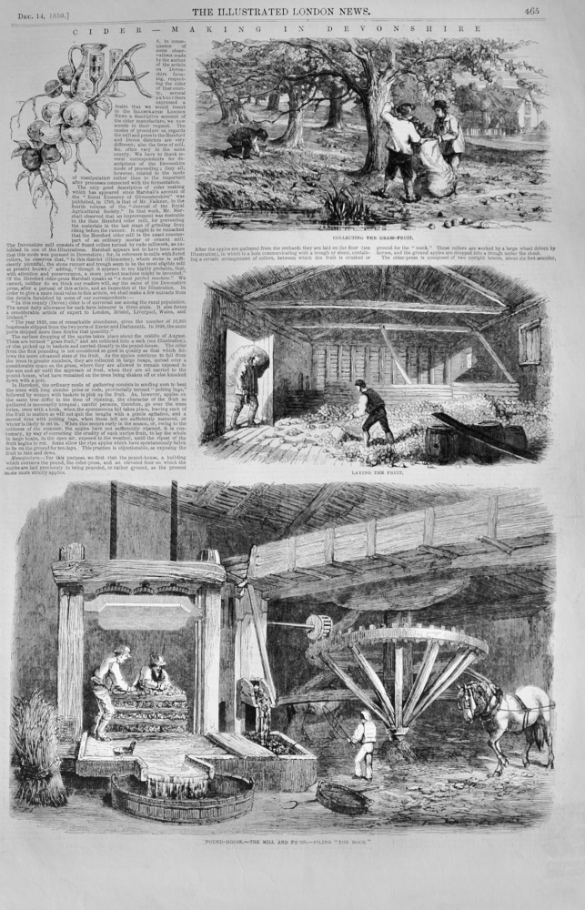 Cider Making in Devonshire