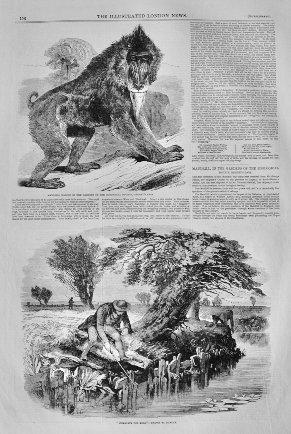 Mandrill Baboon at Zoological Gardens, Regents Park