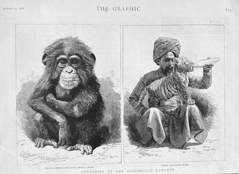 Novelties at the Zoological Gardens.  1888.