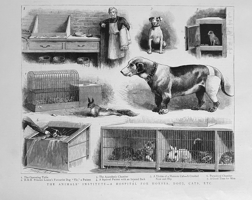 The Animals' Institute - A Hospital for Horses, Dogs, Cats, Etc.  1888.