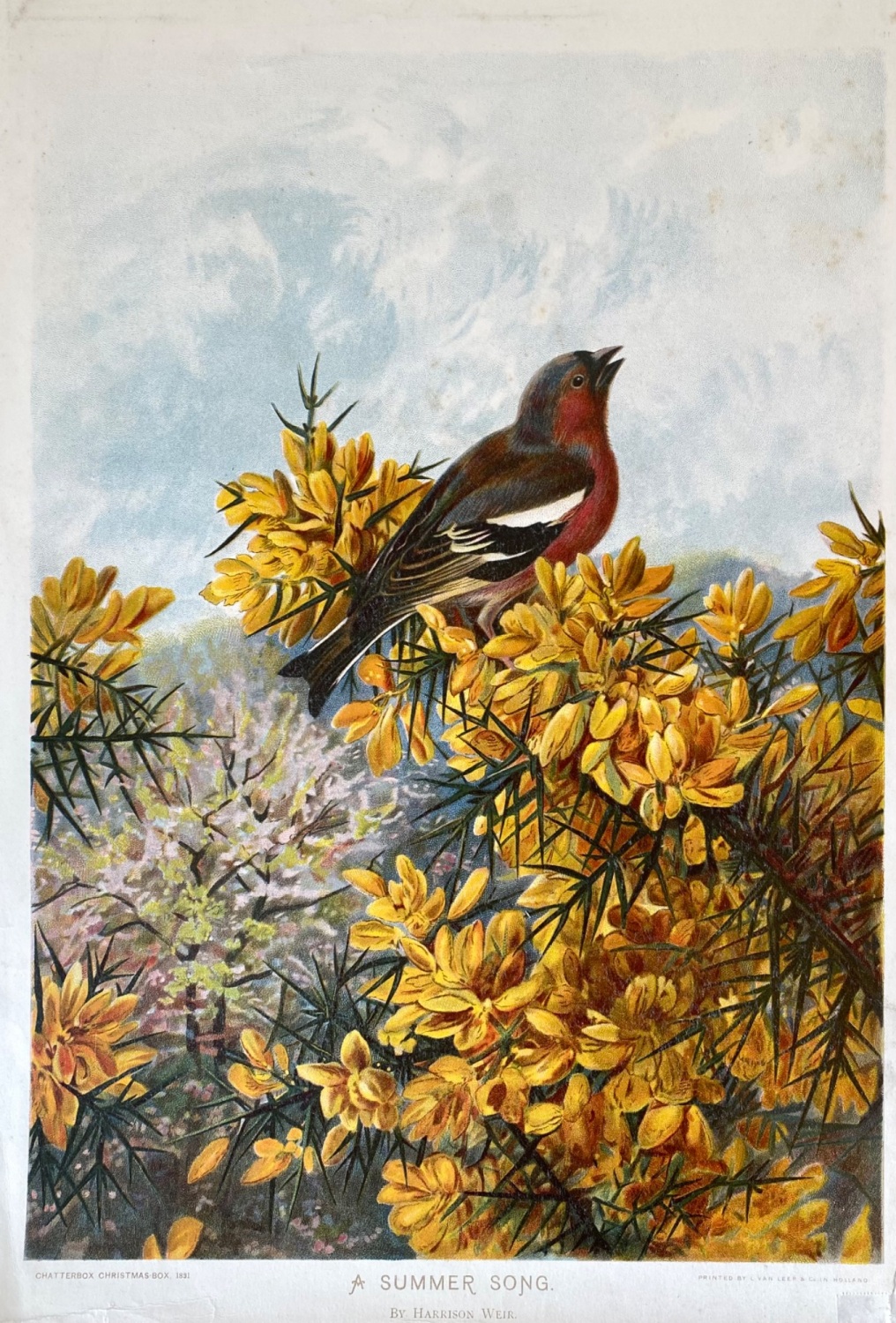 A Summer Song.   By Harrison Weir.  1891.