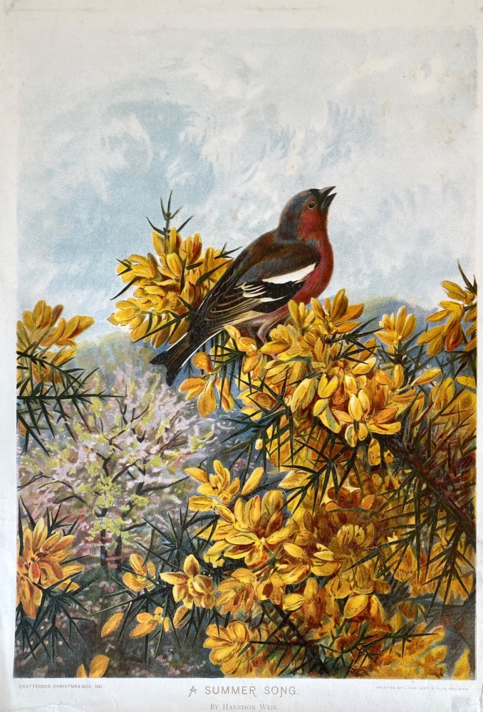 A Summer Song.   By Harrison Weir.  1891.