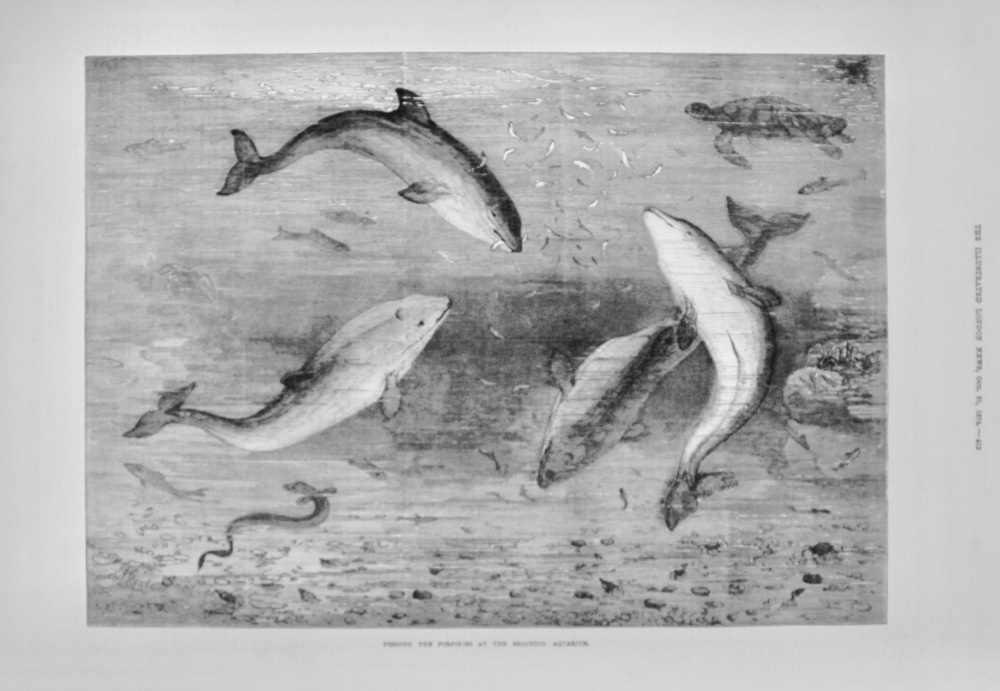 Feeding the Porpoises