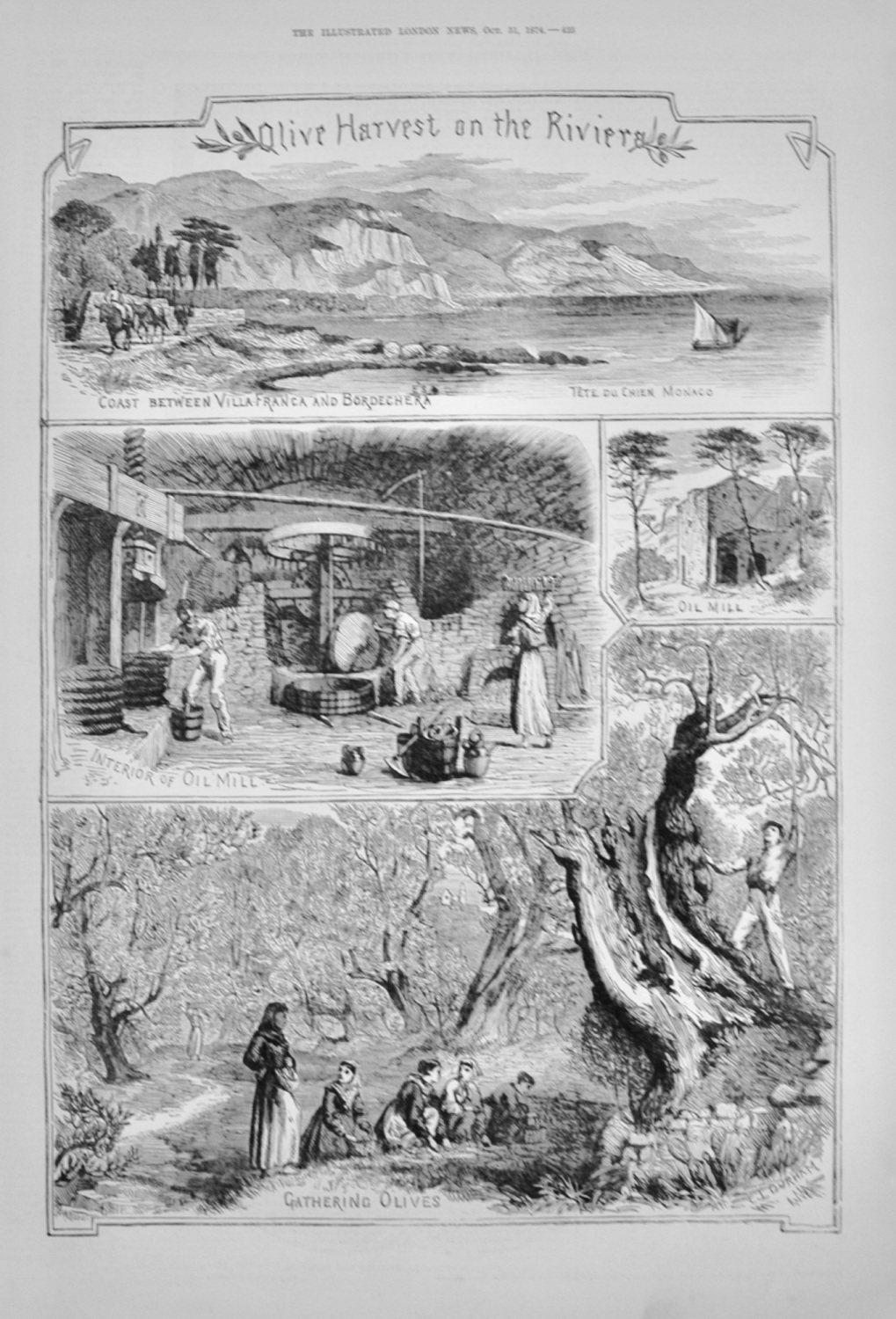 Olive Harvest on the Riviera