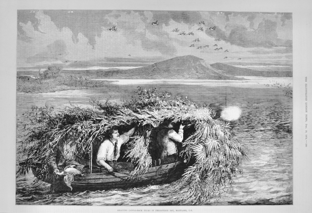 Shooting Canvas-Back Ducks in Chesapeake Bay