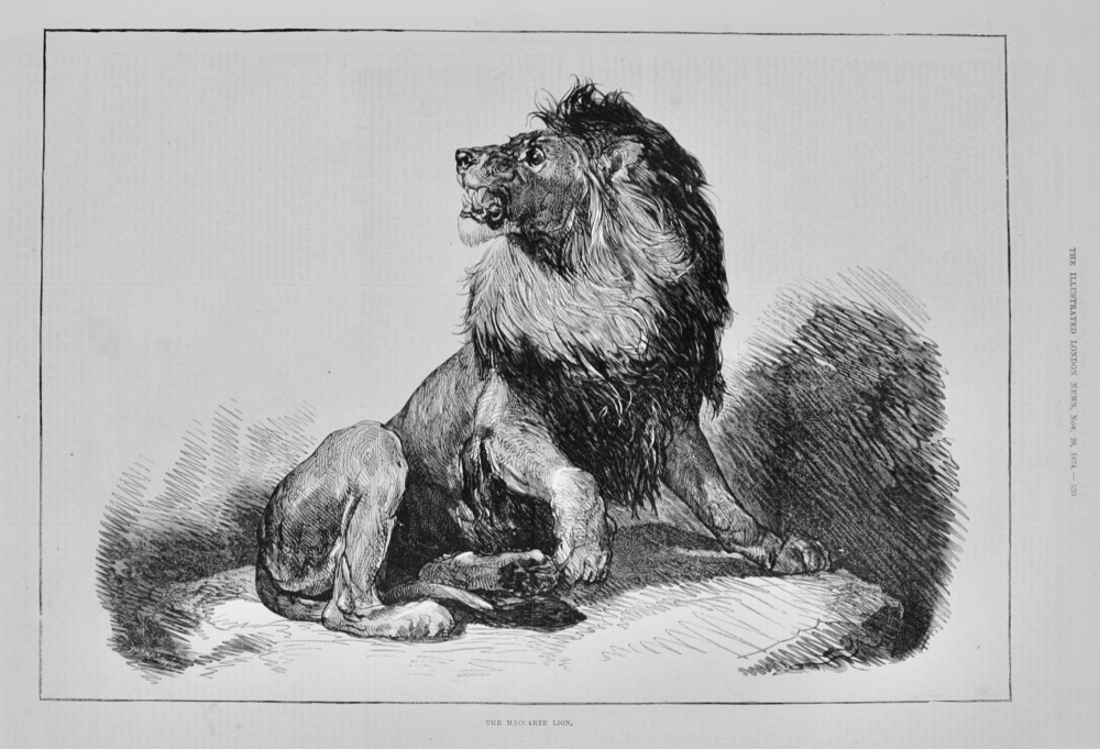The Maccarte Lion