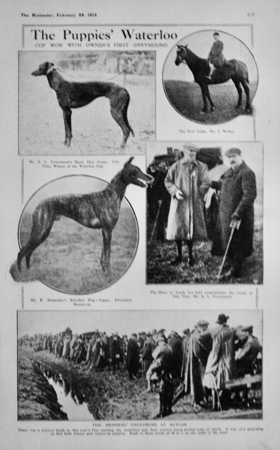 The Puppies Waterloo (Greyhounds)