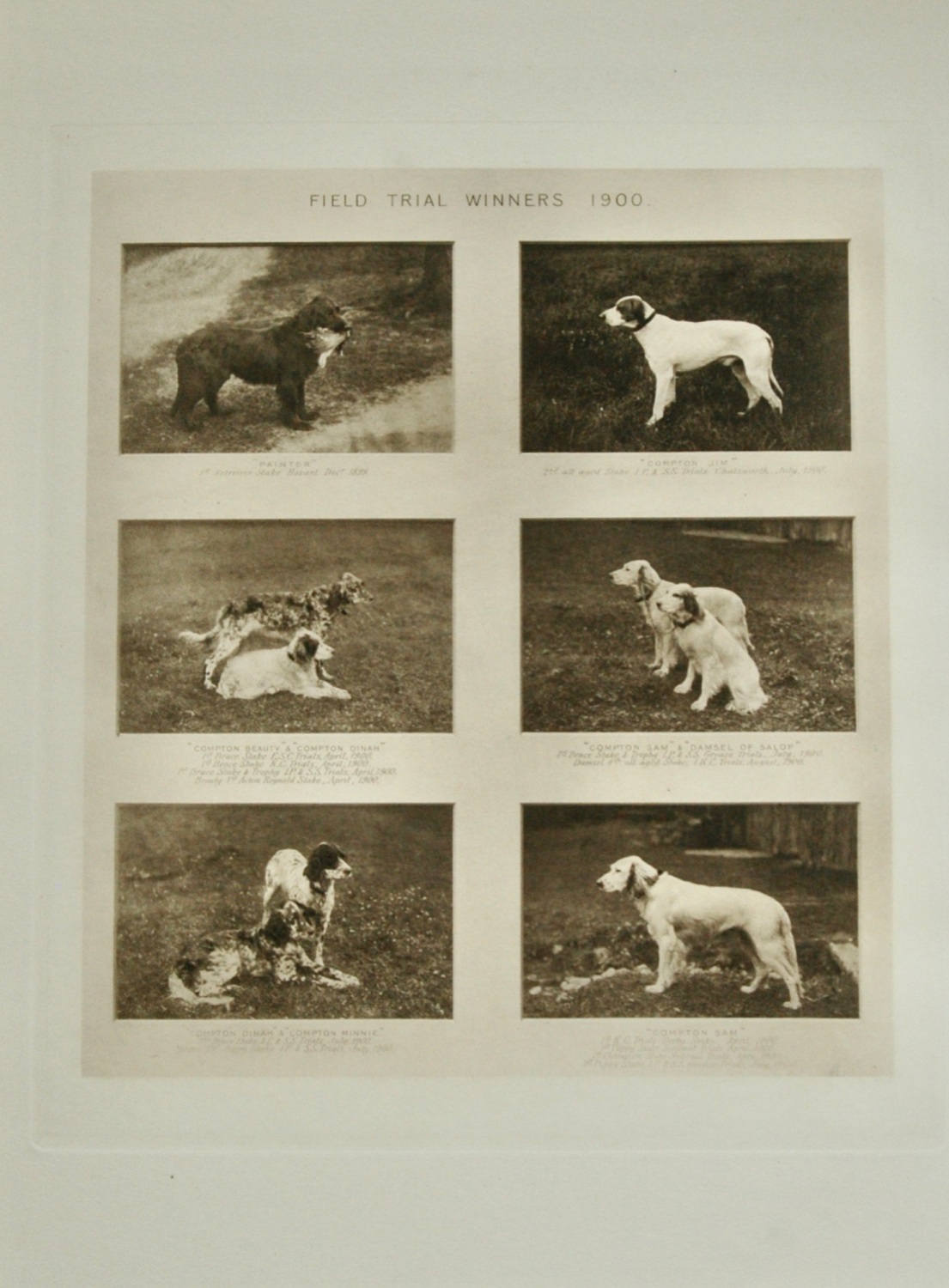 Field Trial Winners - 1900