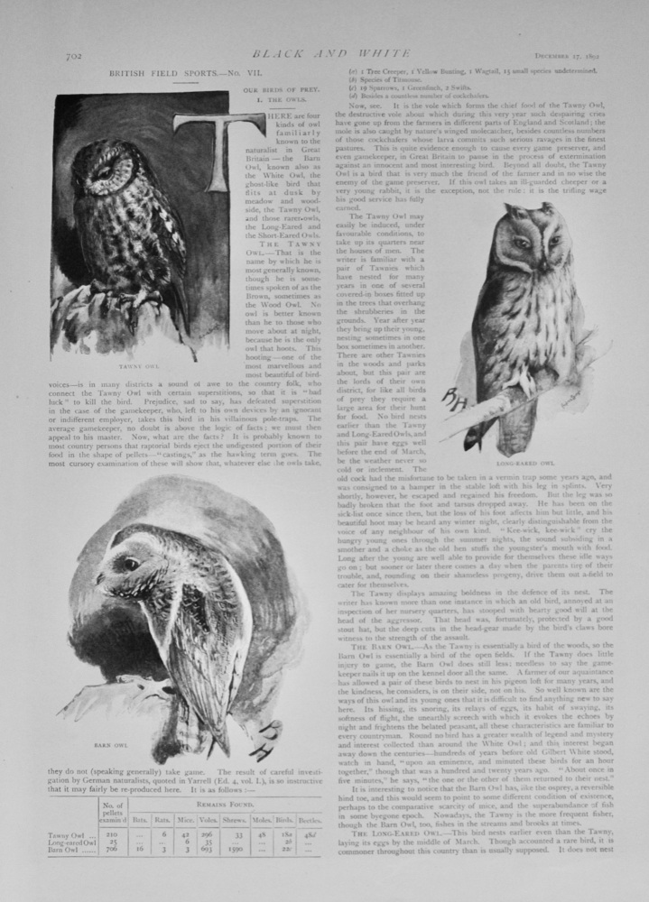 Our Birds of Prey - The Owls