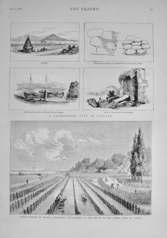 Mussel-Culture in France, near St Valery - 1877