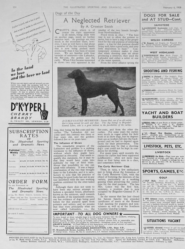 A Curly Coated Retriever - 1938