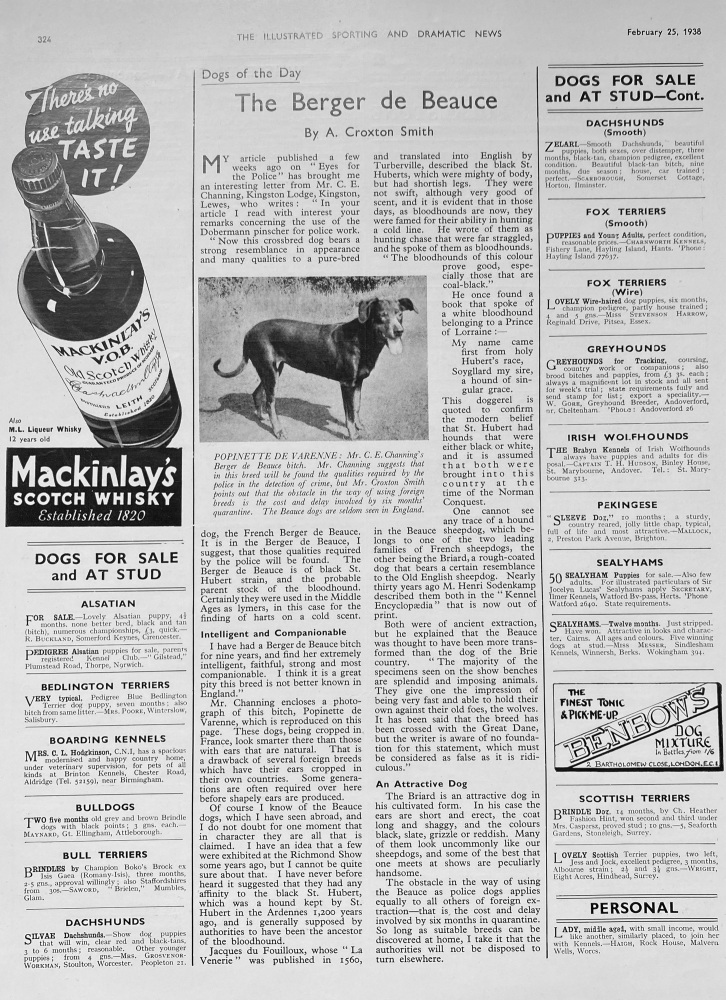 The Berger de Beauce (Dog) 1- 1938