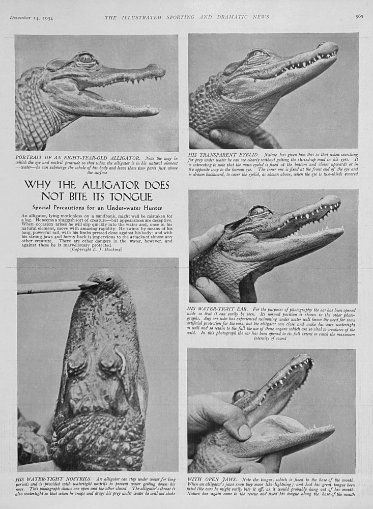 Why the Alligator Does not Bite its Tongue.  1934.