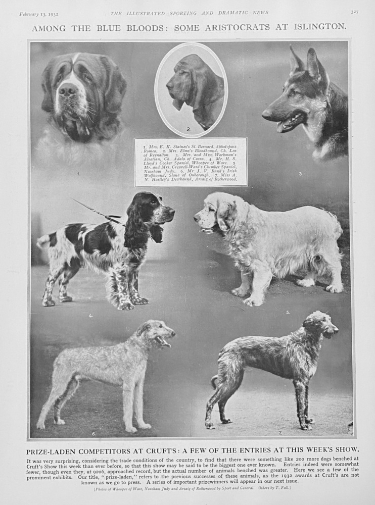 Prize-Laden Competitors at Cruft's :  A Few of the Entries at this Week's Show.  1932.