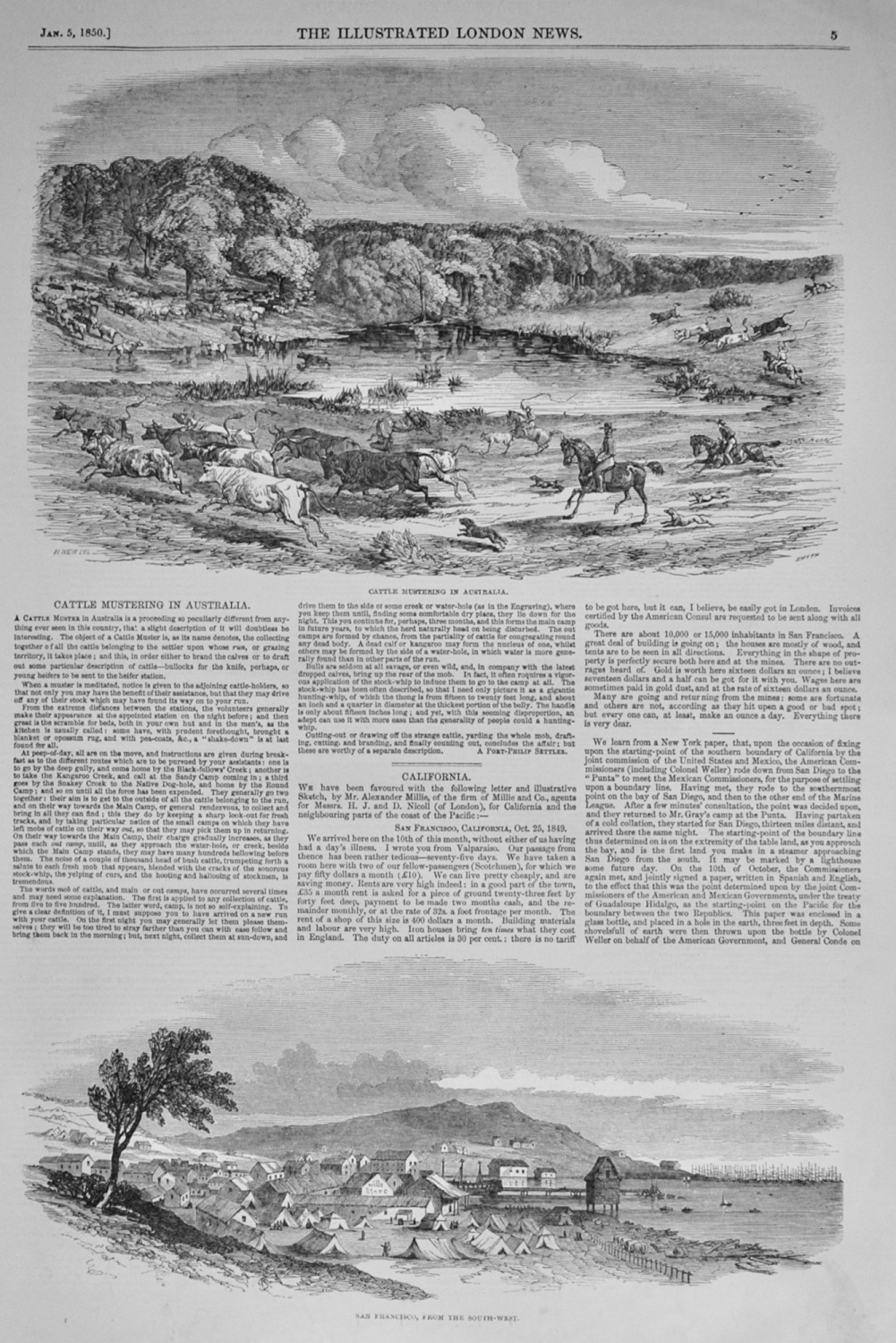 Cattle Mustering in Australia - 1850