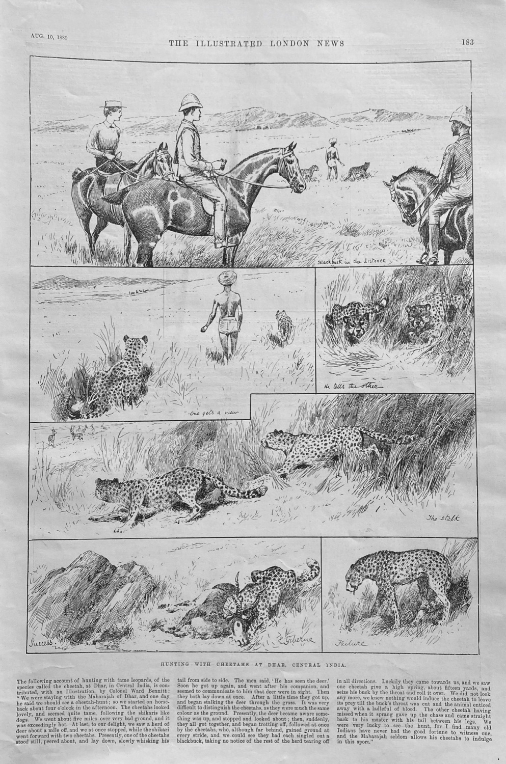 Hunting with Cheetahs at Dear, India - 1889