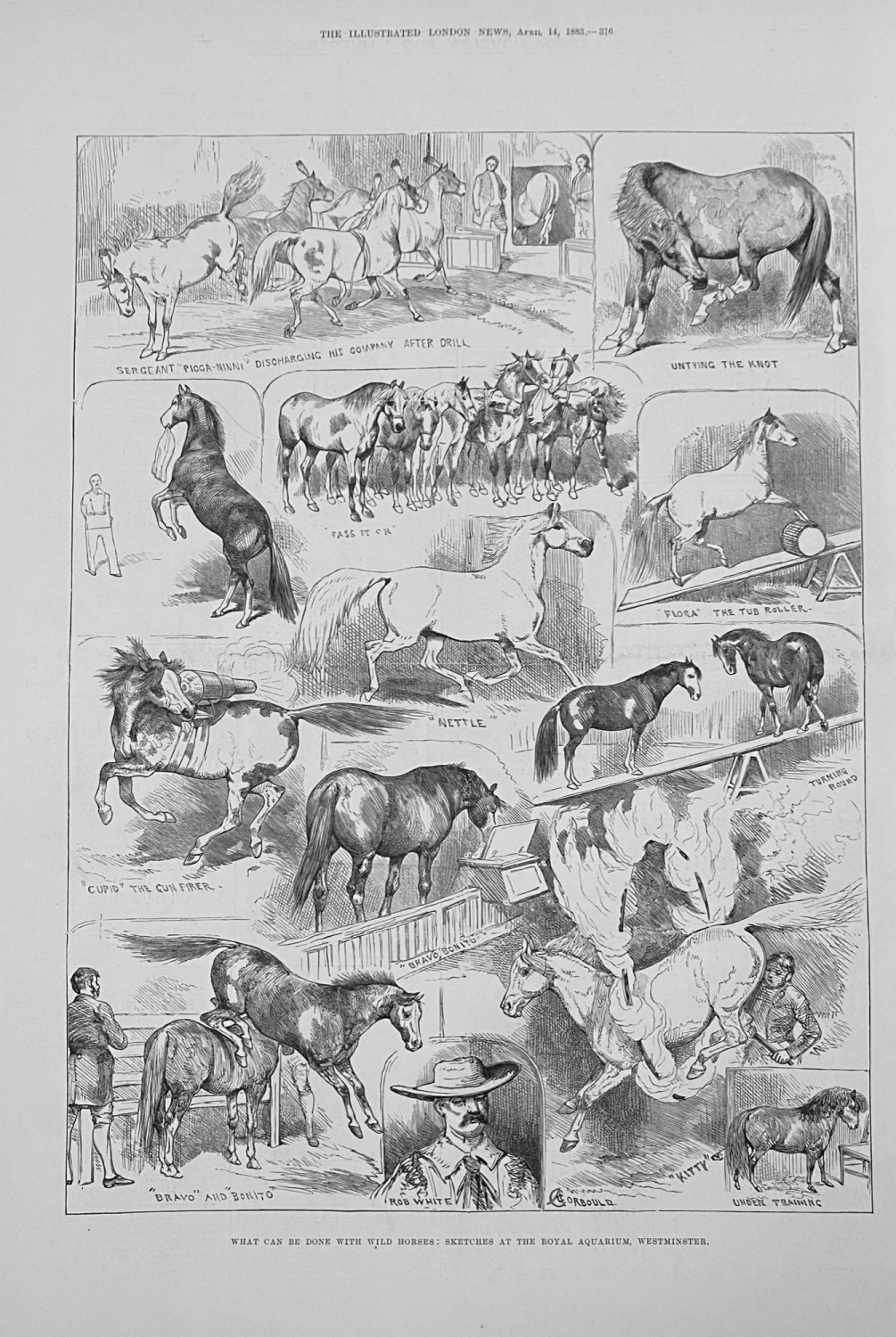 Sketches at the Royal Aquarium, Westminster - 1883