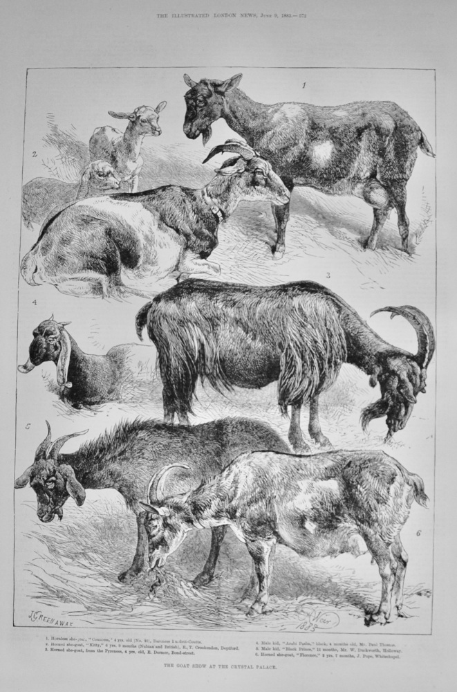 The Goat Show at Crystal Palace - 1883