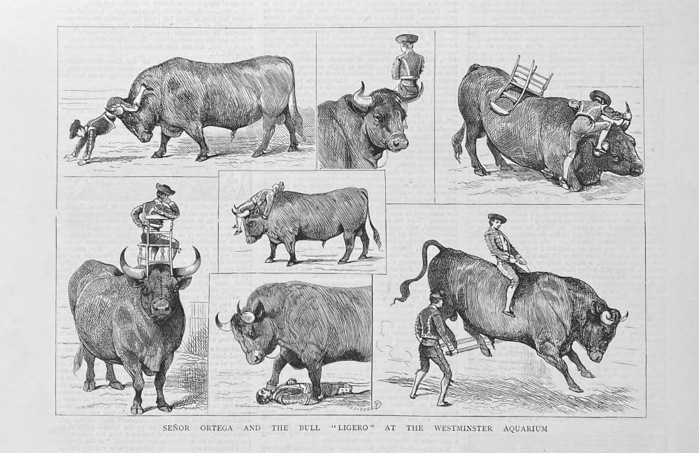 Senor Ortega and the Bull "Ligero" at the Westminster Aquarium.  1879.